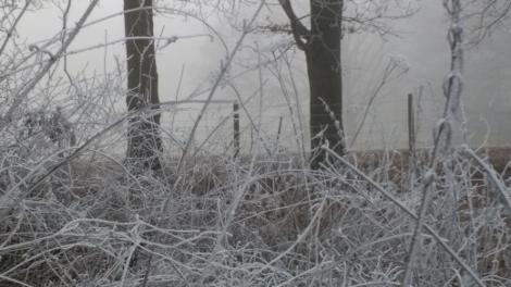 Frosty Kent Frosty Kent