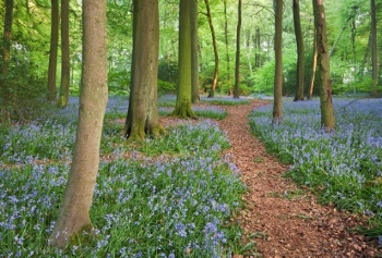 Bluebell woods Bluebell woods