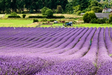 Hertfordshire Lavender Fields