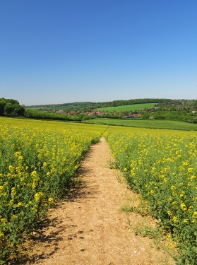 Oxfordshire path