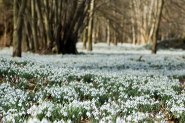 snowdrops