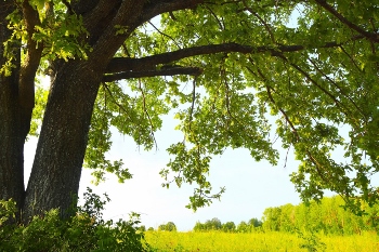 Summer oak tree