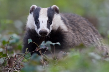 Badger