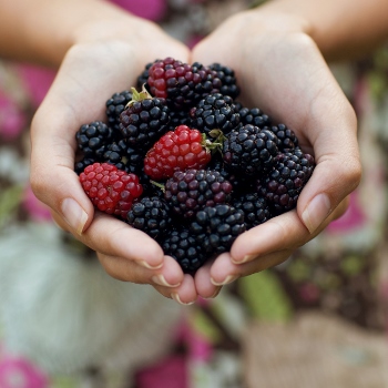 blackberries