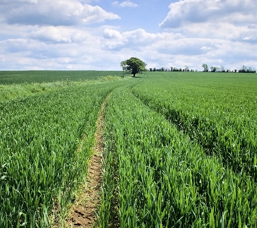 Footpath through weatfields