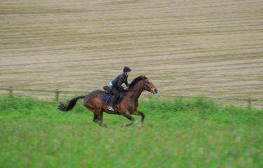 Berkshire Gallops