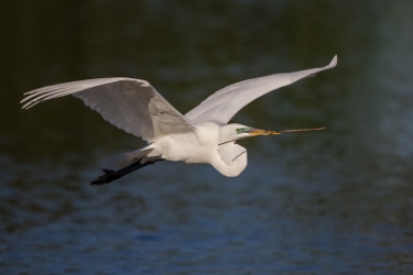 Gt white Egret
