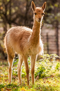 Lama