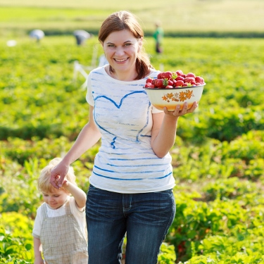 Strawberry Picking