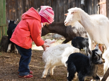 Down on the farm