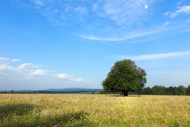 View with oak tree