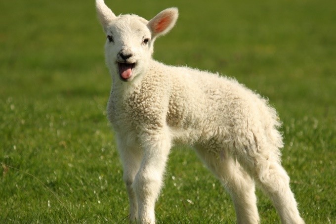 lamb